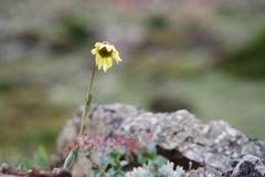 Cremanthodium bupleurifolium