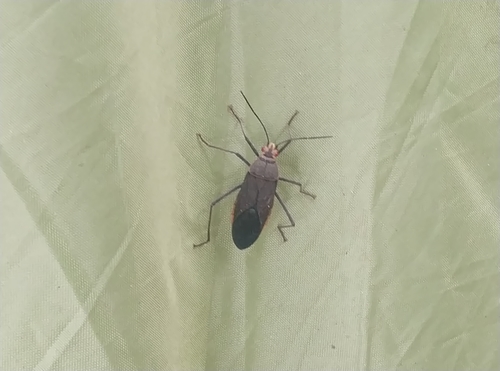 Leptocoris aethiops