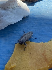 Chrysobothris basalis