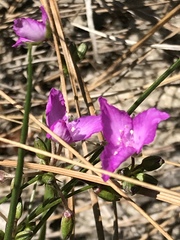 Callisia graminea
