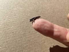 Chrysobothris basalis