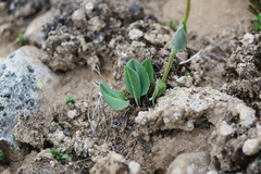 Cremanthodium bupleurifolium