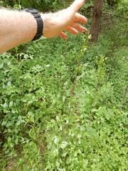 Lactuca canadensis