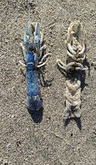 Upogebia