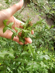 Lactuca canadensis