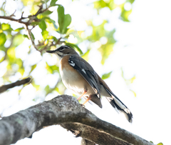 Cercotrichas quadrivirgata