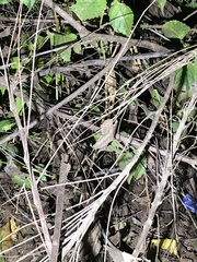 Rieppeleon kerstenii