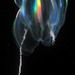 Tentaculate Comb Jellies - Photo anonymous, no known copyright restrictions (public domain)