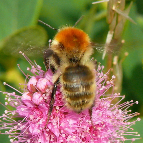 Moss Carder bee