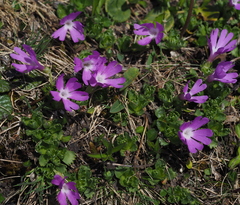 Primula minima