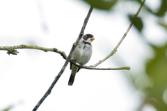Sporophila albogularis