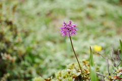 Allium prattii