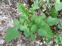 Lactuca floridana