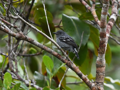 Thamnophilus amazonicus
