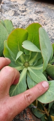 Protea recondita