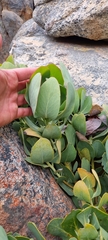 Protea recondita