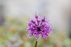 Allium prattii