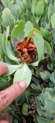 Protea recondita