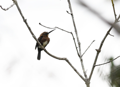 Brachygalba lugubris