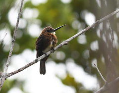 Brachygalba lugubris