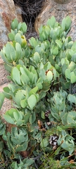 Protea recondita