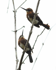 Brachygalba lugubris