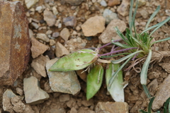Solms-laubachia linearifolia