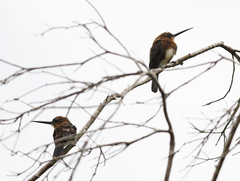 Brachygalba lugubris