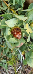 Protea recondita