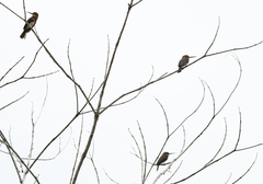 Brachygalba lugubris