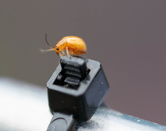 Longitarsus jacobaeae