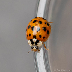Harmonia axyridis
