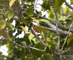 Attila citriniventris