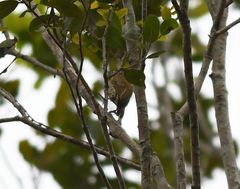 Picumnus exilis