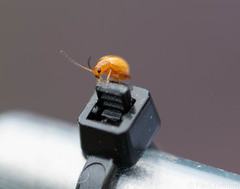 Longitarsus jacobaeae