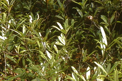 Oleandra neriiformis