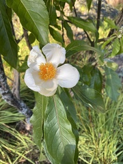 Franklinia