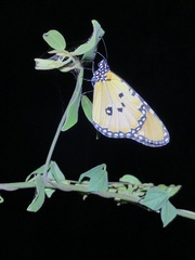Danaus chrysippus dorippus