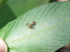 Lurio conspicuus