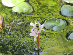 Pontederia diversifolia