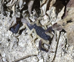 Centruroides fulvipes