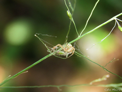 Misumenops maculissparsus