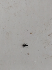 Cephalotes goniodontus