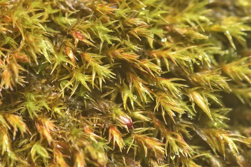 Image of Schistidium papillosum by no rights reserved