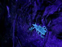 Centruroides fulvipes