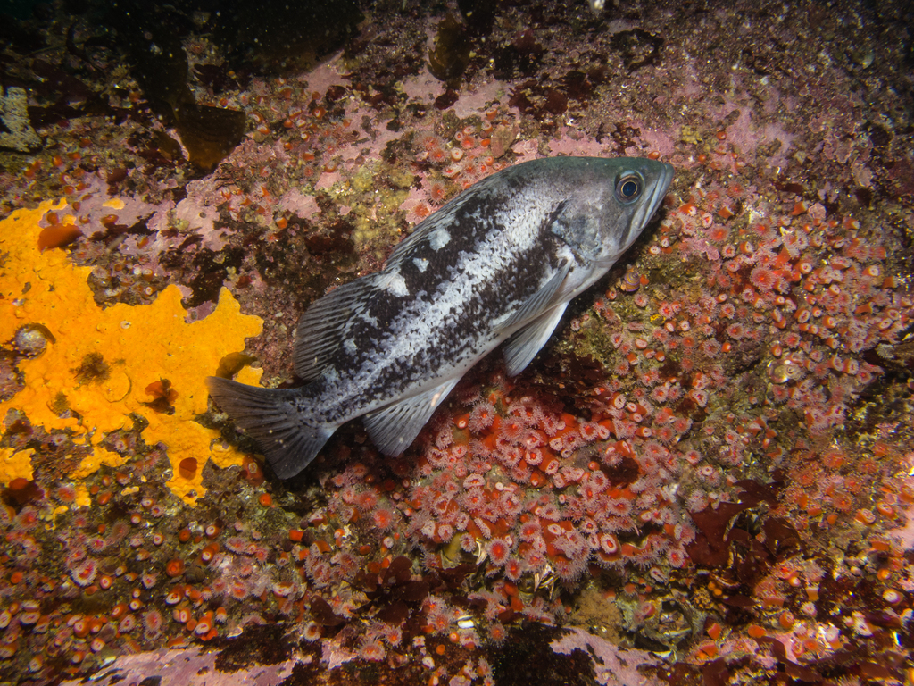 Black rockfish (RCA monitoring annotation species ID guide) · iNaturalist