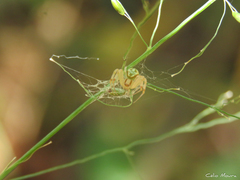 Misumenops maculissparsus