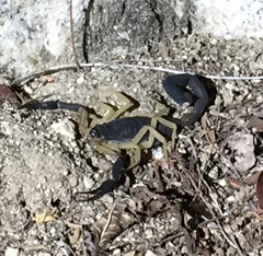 Centruroides fulvipes