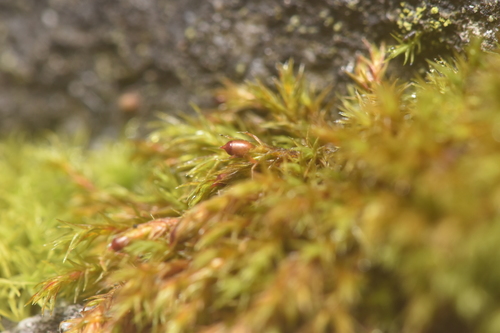 Image of Schistidium papillosum by no rights reserved
