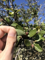 Ceanothus cuneatus cuneatus